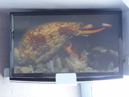 Hermit Crab on the screen at our Seastar Cruises tour boat
