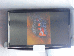 Clownfish on the screen at our Seastar Cruises tour boat