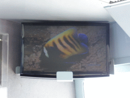 Fish on the screen at our Seastar Cruises tour boat