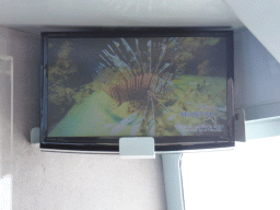 Lionfish on the screen at our Seastar Cruises tour boat