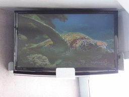 Sea Turtle on the screen at our Seastar Cruises tour boat