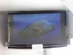 Humphead Wrasse on the screen at our Seastar Cruises tour boat