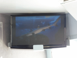 Shark on the screen at our Seastar Cruises tour boat