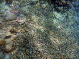 Coral, viewed from underwater