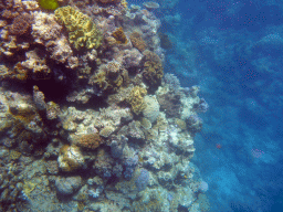 Coral, viewed from underwater