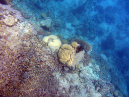 Coral, viewed from underwater