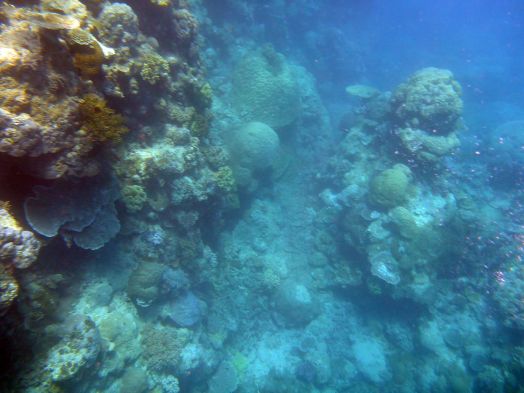 Coral, viewed from underwater