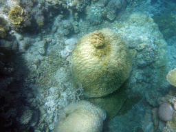 Coral, viewed from underwater