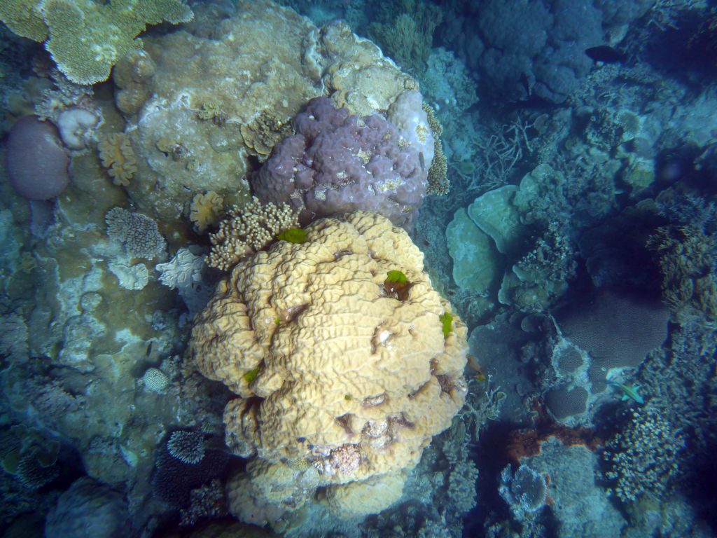 Coral, viewed from underwater