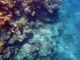 Coral, viewed from underwater