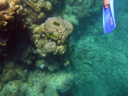 Coral and snorkel fin, viewed from underwater