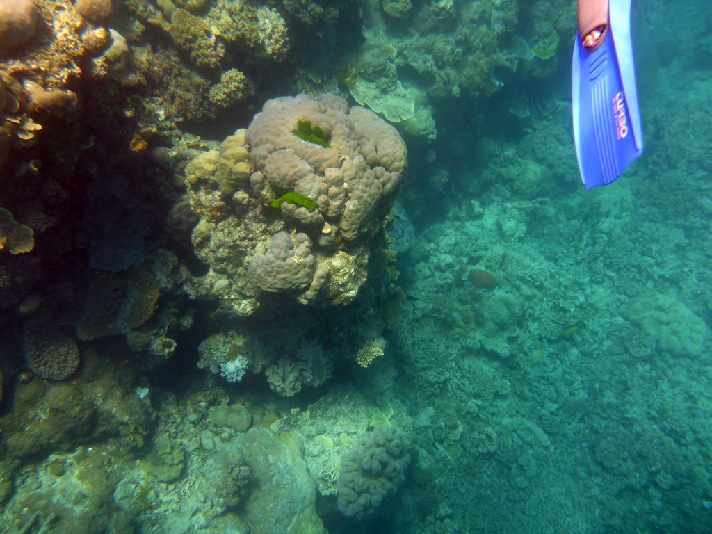 Coral and snorkel fin, viewed from underwater