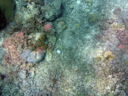 Coral, viewed from underwater