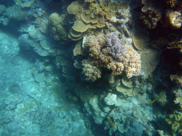 Coral, viewed from underwater