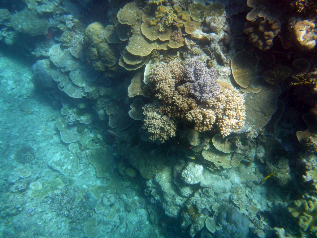 Coral, viewed from underwater