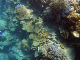 Coral, viewed from underwater