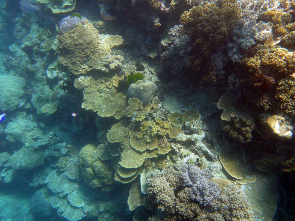 Coral, viewed from underwater