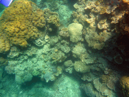 Coral and snorkel fin, viewed from underwater