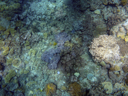 Coral, viewed from underwater