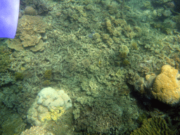 Coral, fish and snorkel fin, viewed from underwater