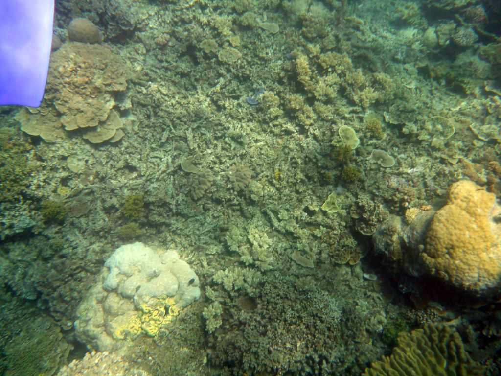 Coral, fish and snorkel fin, viewed from underwater