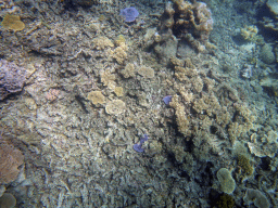 Coral, viewed from underwater