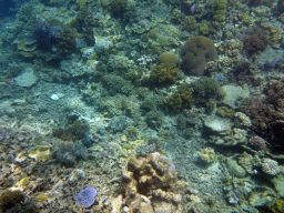 Coral, viewed from underwater