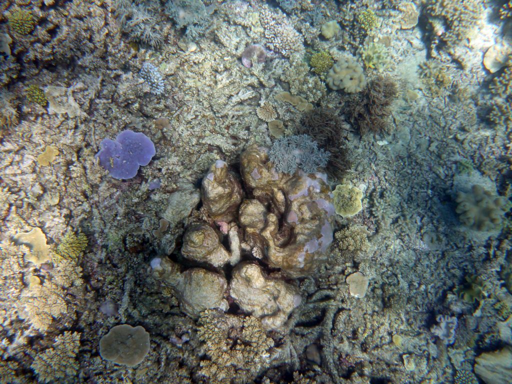 Coral, viewed from underwater