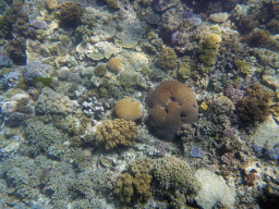 Coral, viewed from underwater