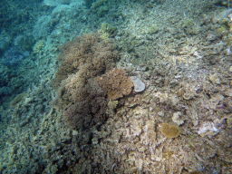 Coral, viewed from underwater