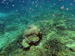 Coral, fish and air bubbles, viewed from underwater