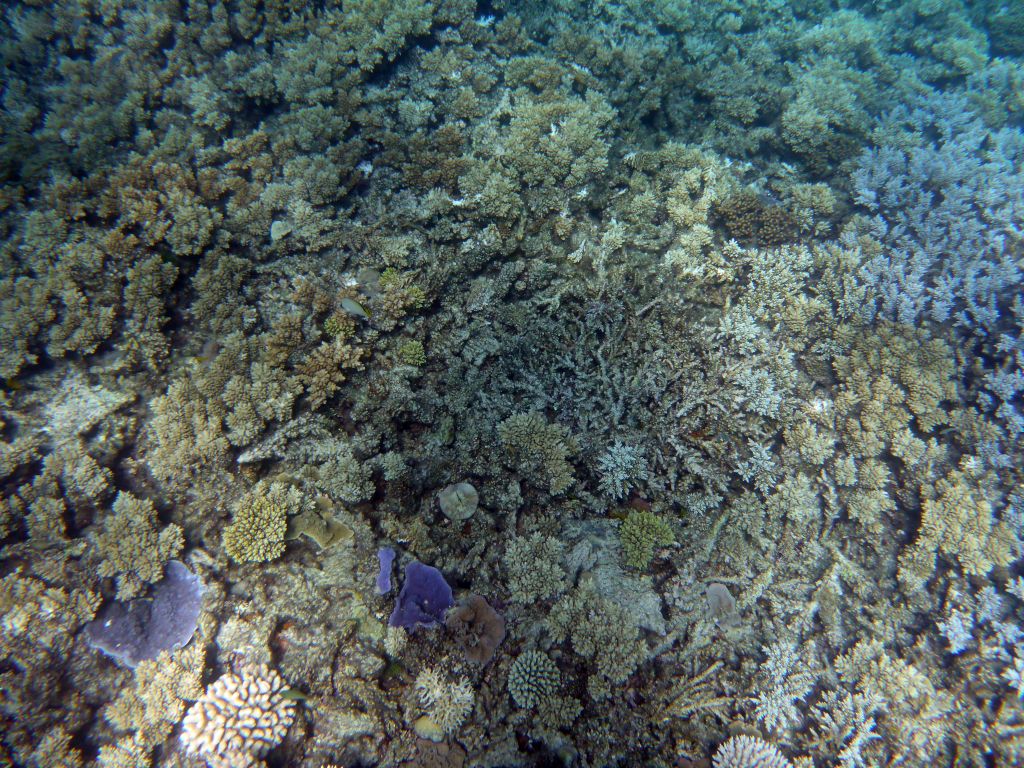 Coral, viewed from underwater