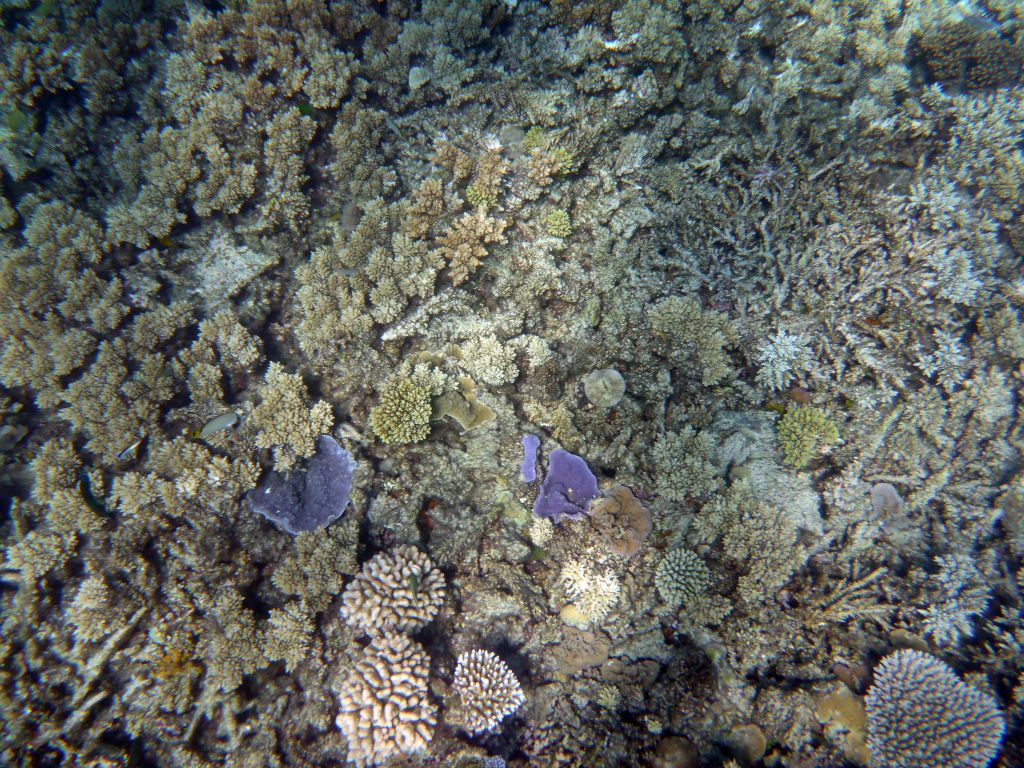 Coral and fish, viewed from underwater