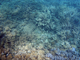 Coral, viewed from underwater