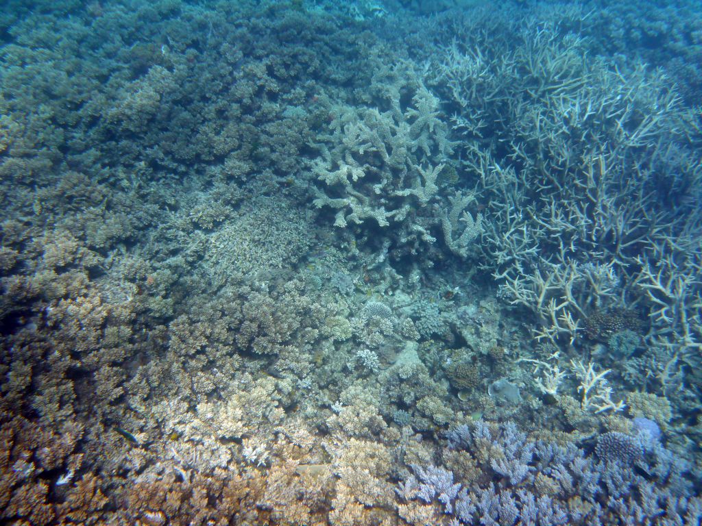 Coral, viewed from underwater