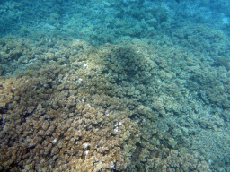 Coral, viewed from underwater