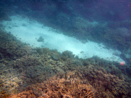 Coral, viewed from underwater