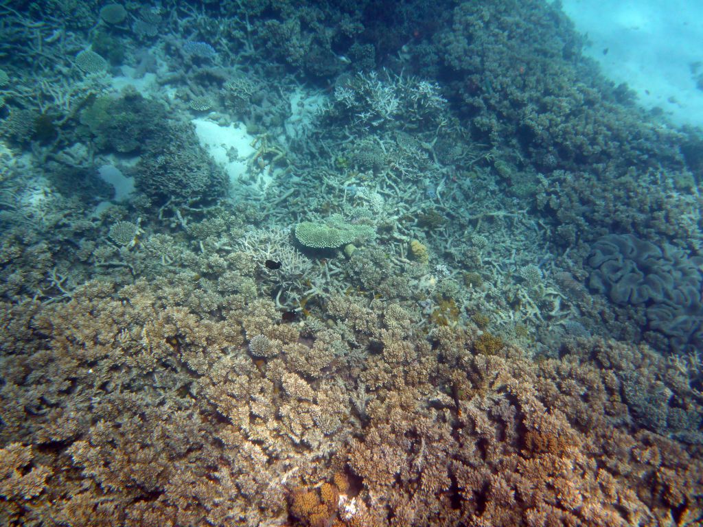 Coral and fish, viewed from underwater