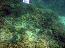 Coral and snorkel fin, viewed from underwater