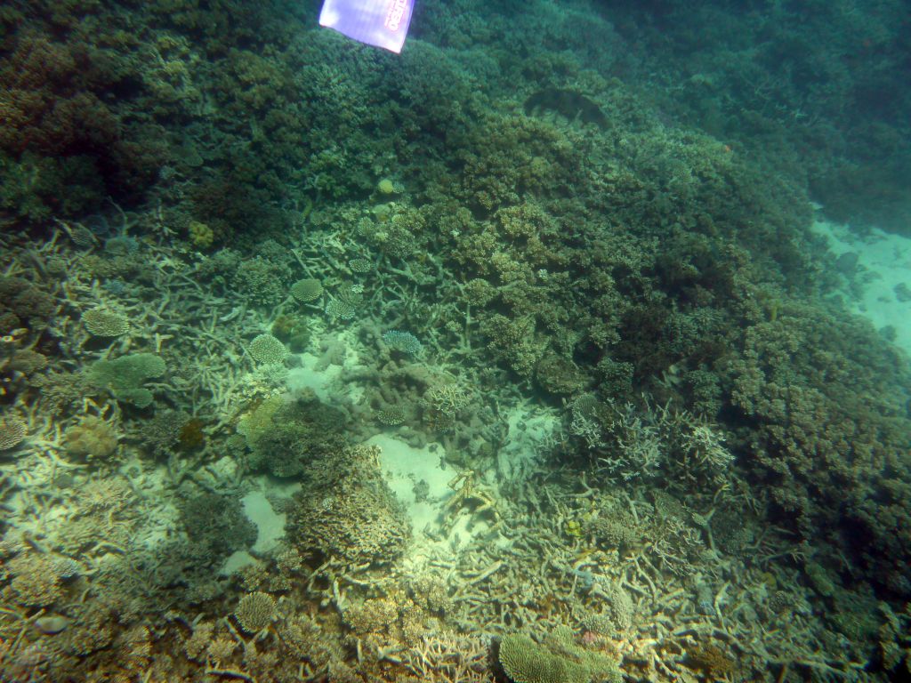 Coral and snorkel fin, viewed from underwater