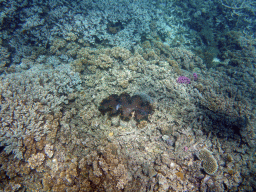 Coral and Giant Clam, viewed from underwater