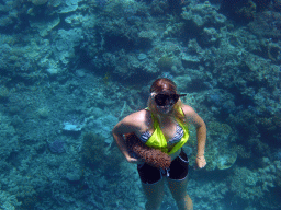 Tour guide with Sea Cucumber and coral, viewed from underwater