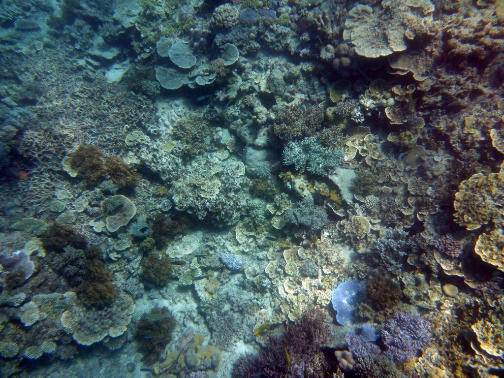 Coral and fish, viewed from underwater