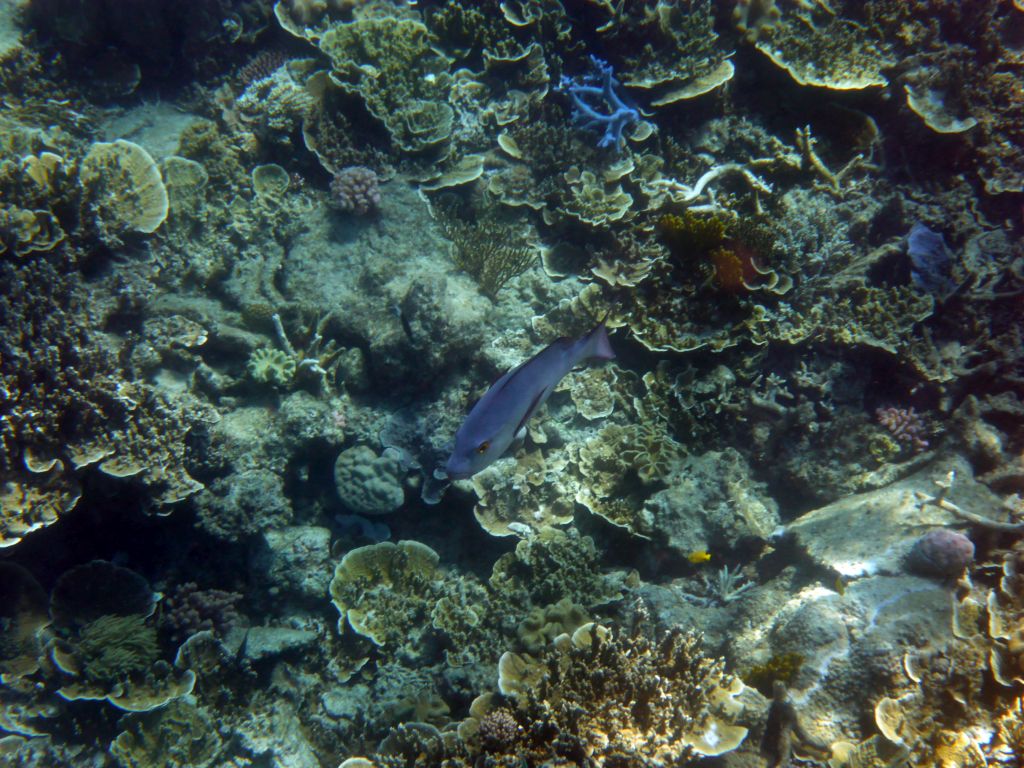 Coral and fish, viewed from underwater