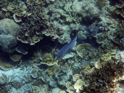 Coral and fish, viewed from underwater