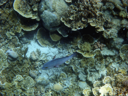 Coral and fish, viewed from underwater