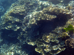 Coral and fish, viewed from underwater