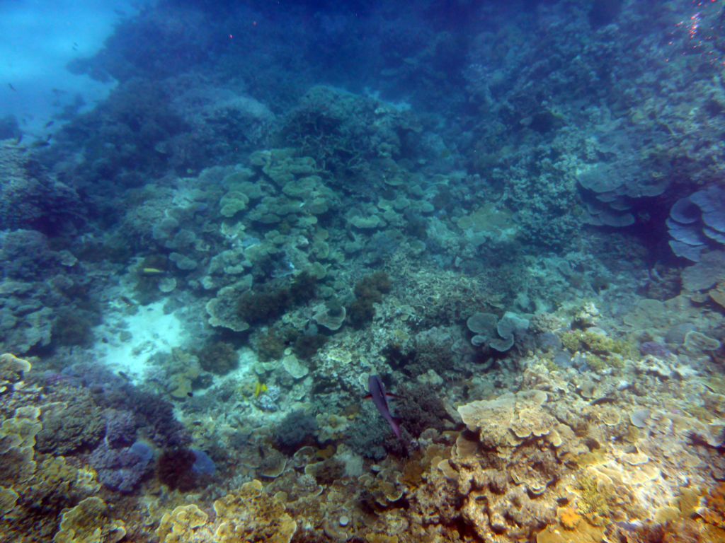 Coral and fish, viewed from underwater