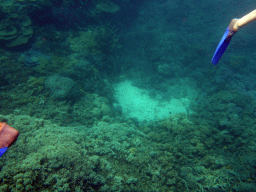 Coral, fish and snorkel fins, viewed from underwater