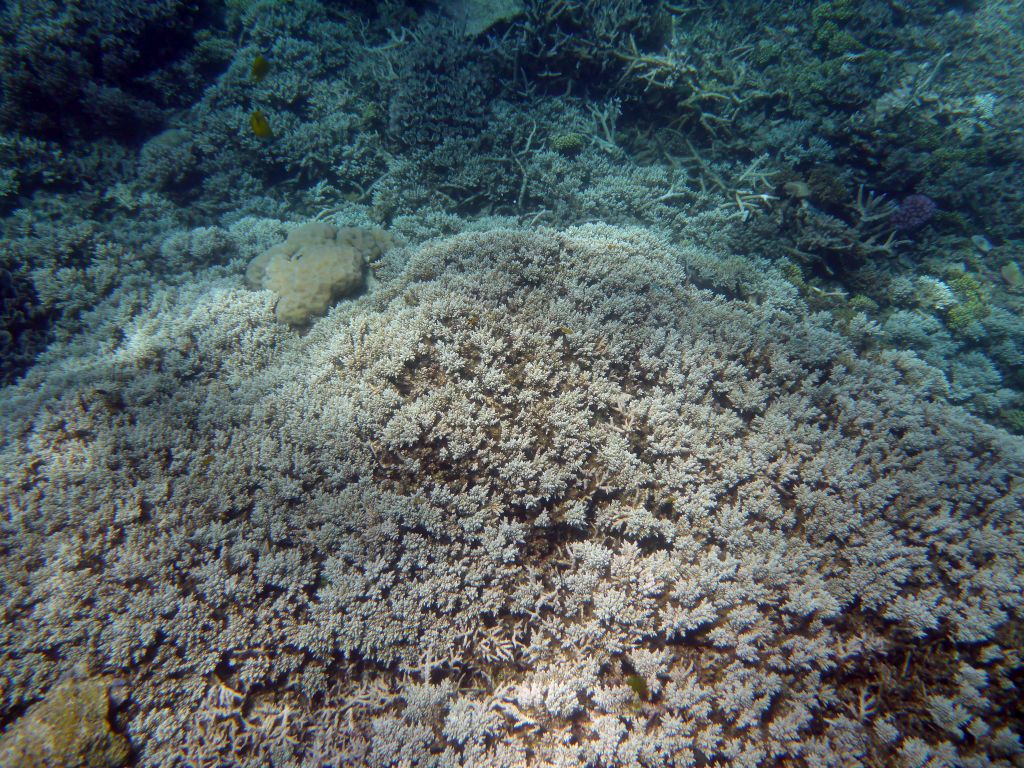 Coral and fish, viewed from underwater